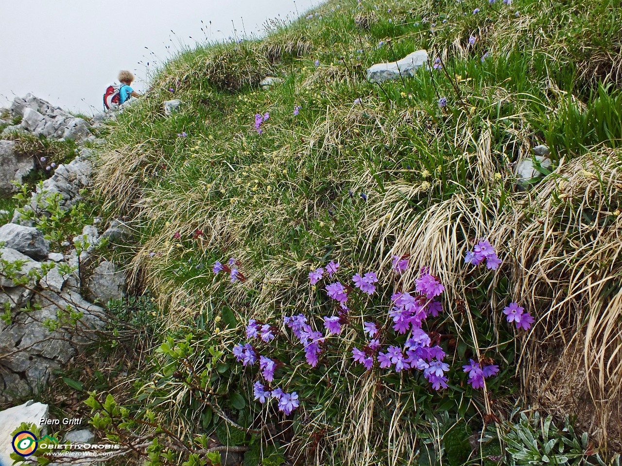 41 Primula di Lombardia....JPG